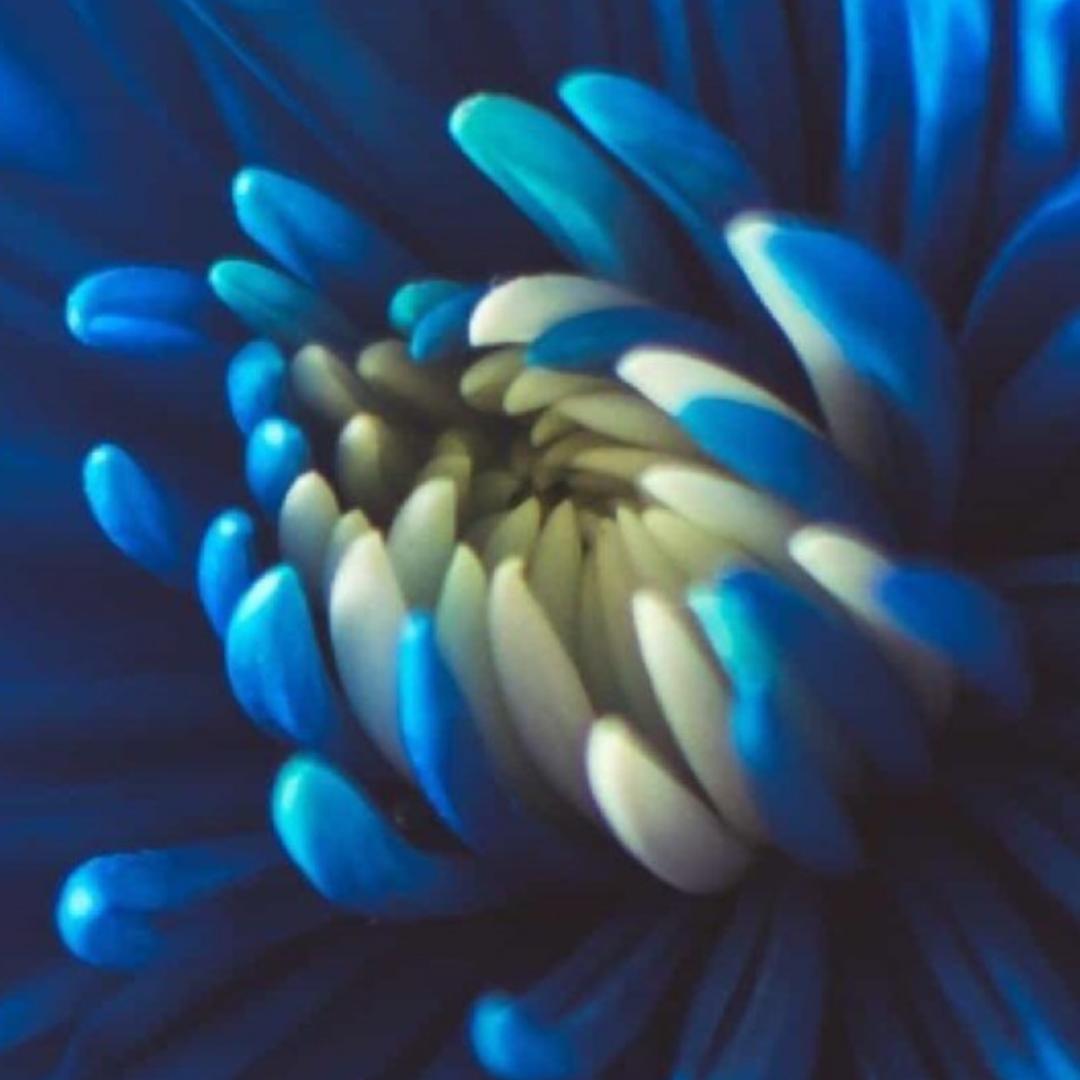 蓝菊