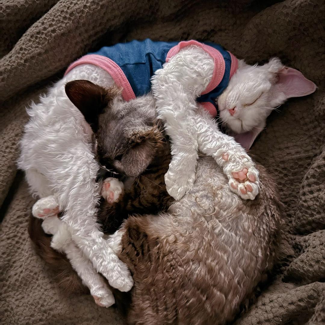 给你一电炮🐱🐶