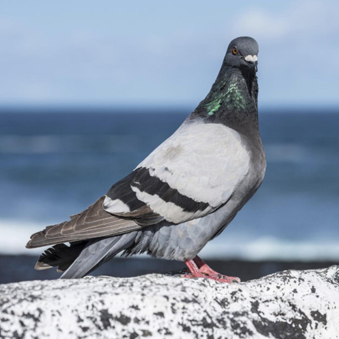 牧可旺农牧专卖店