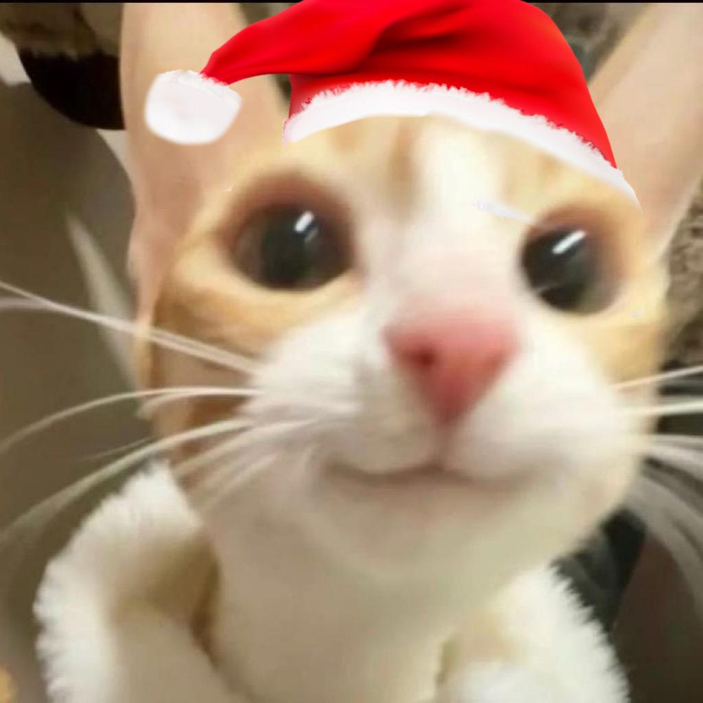 🌈我爱喝东方树叶