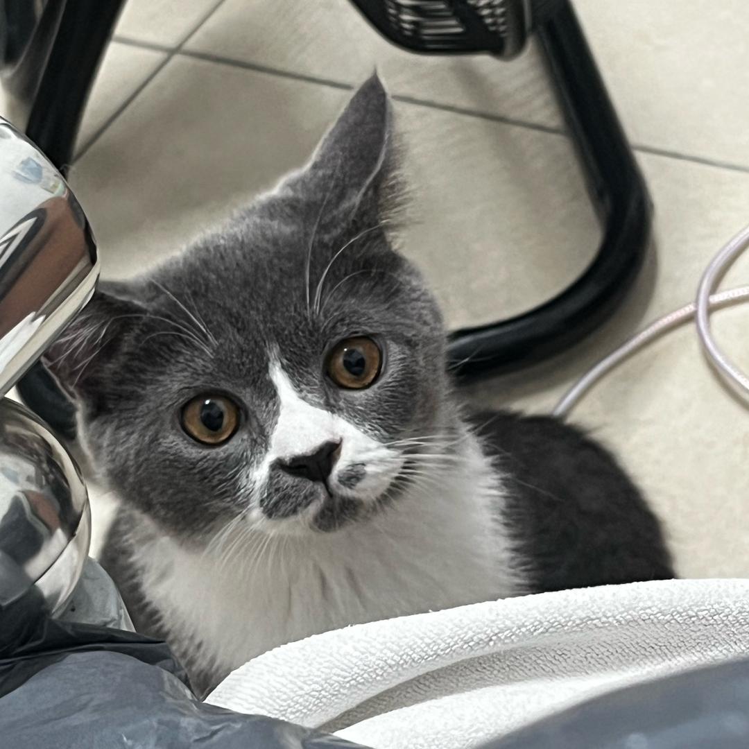 醒醒是只猫🐈‍⬛
