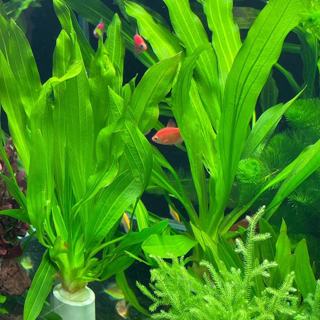 植系森林Aquarium