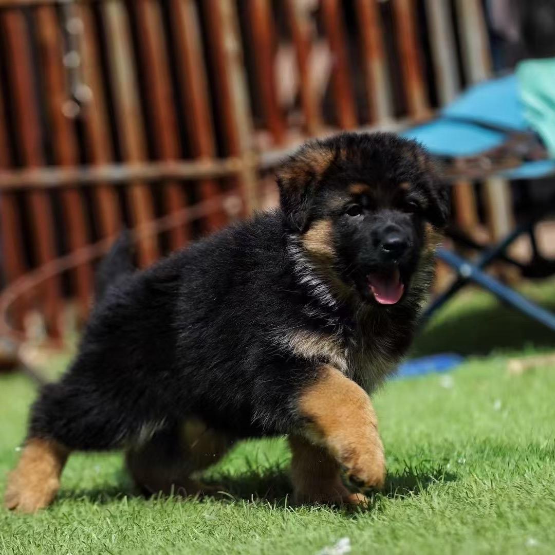 泰山德牧直播号