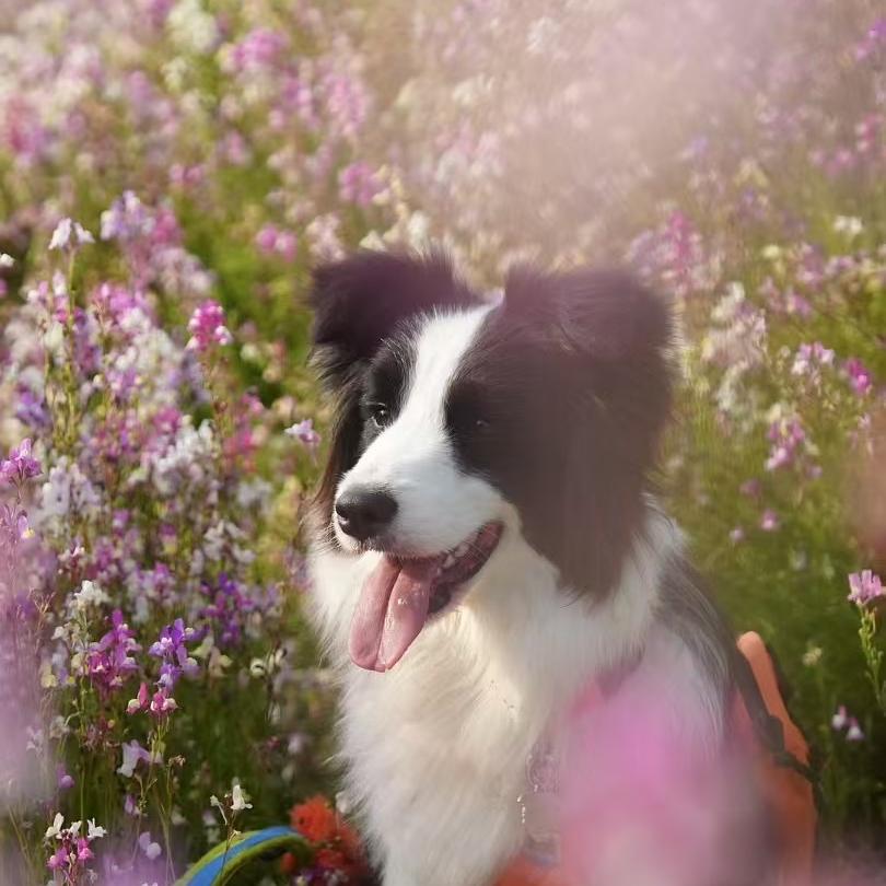 上海宠裕—致远边牧犬舍