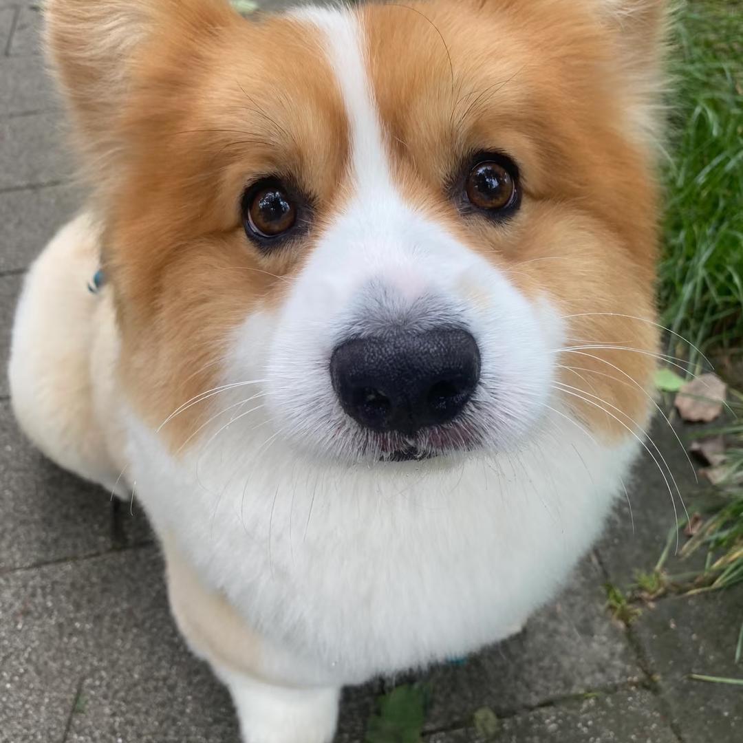 宠宠欲动犬舍（有兴趣养🐶🉑️丝信）