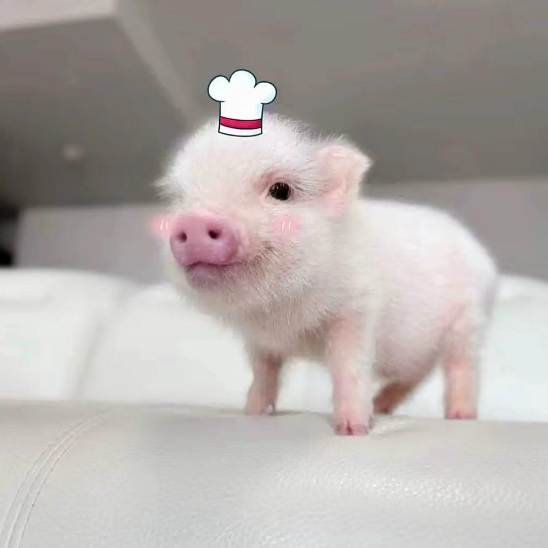不吃肉肉