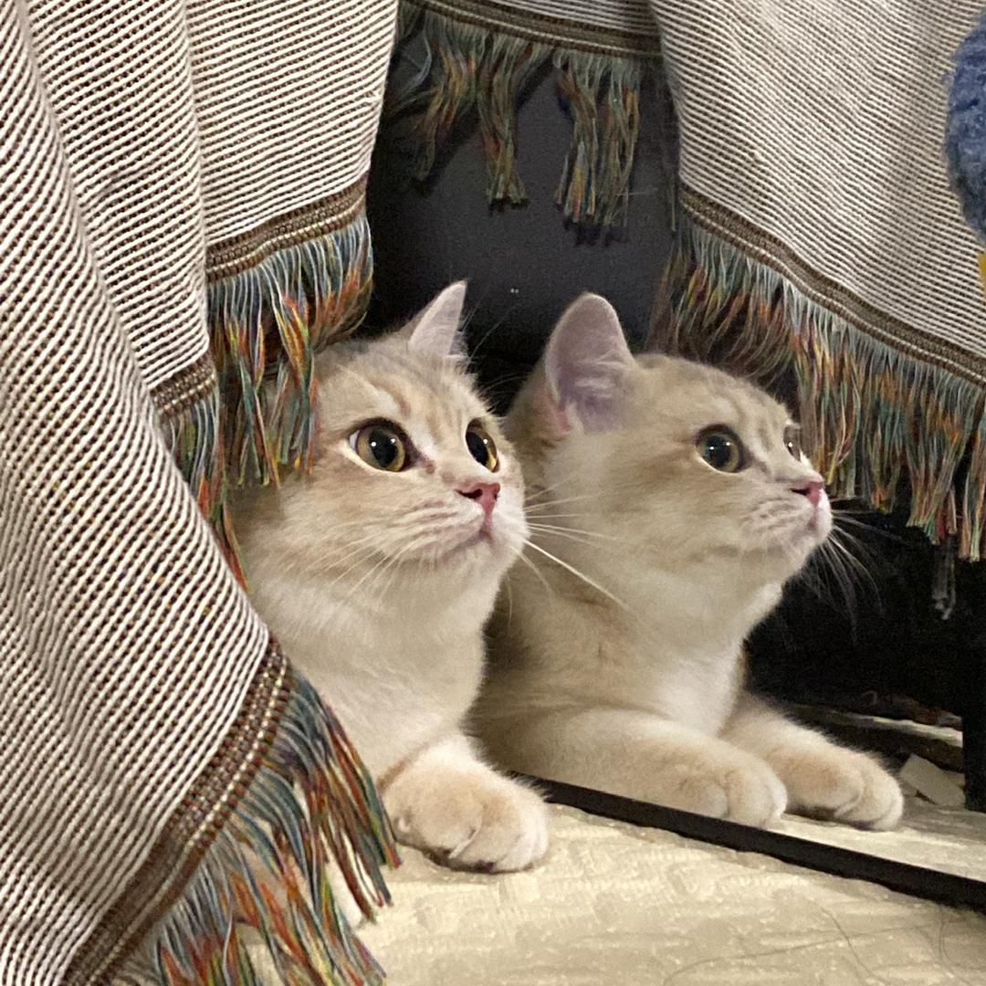 不是网络美女好烦恼