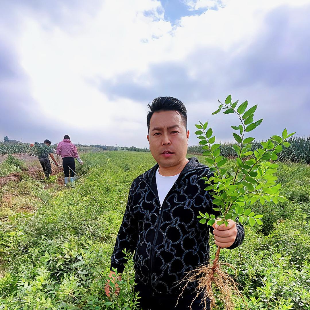 绛县万森连翘酸枣