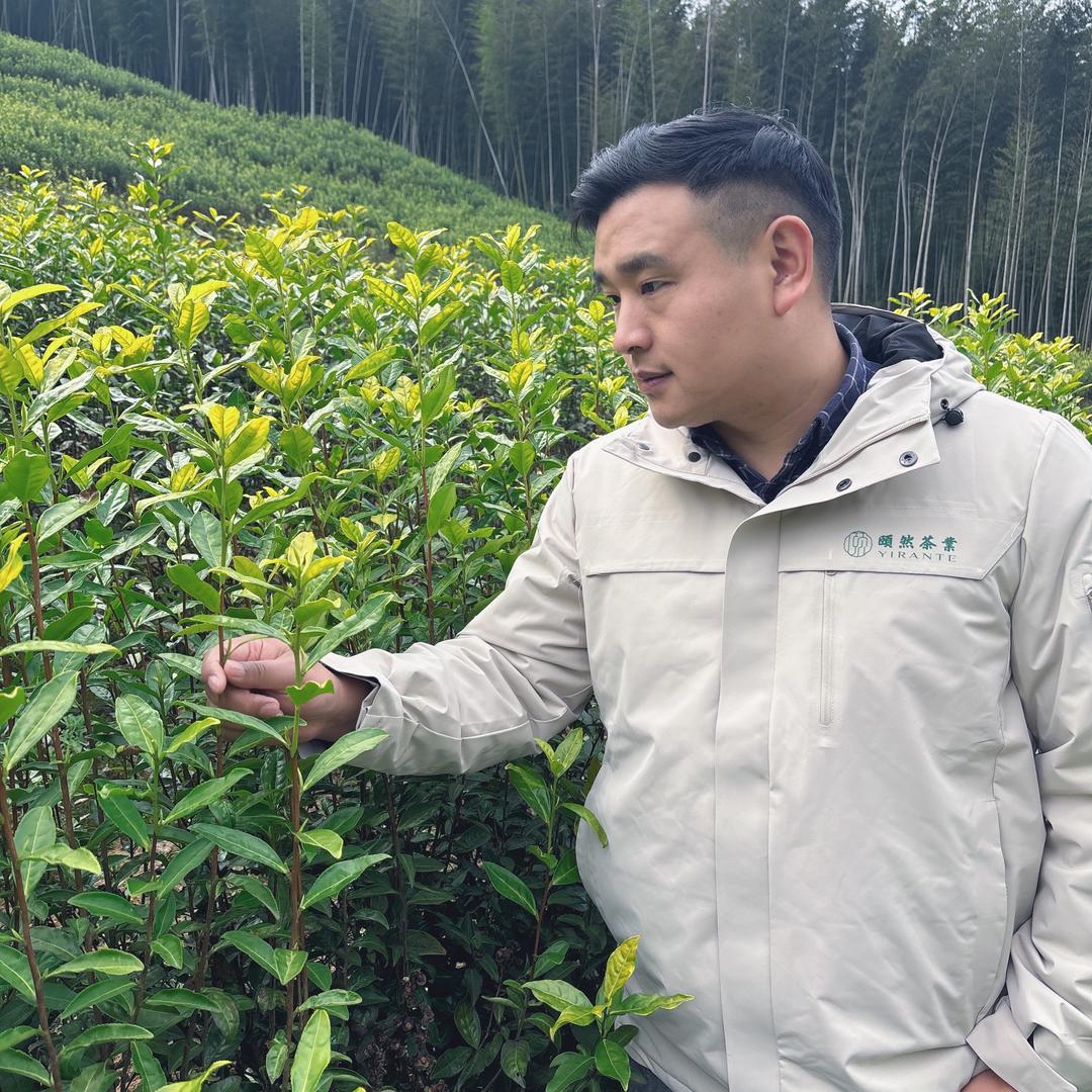 颐然津翠茶业
