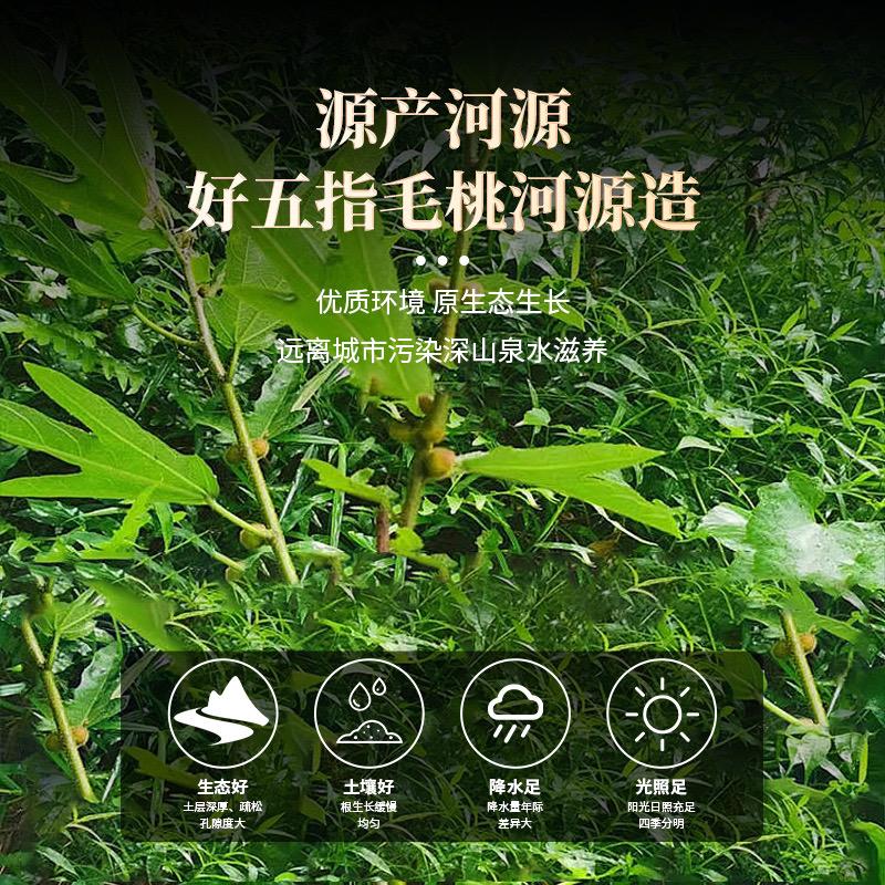 河源山泉毛桃坊直播号