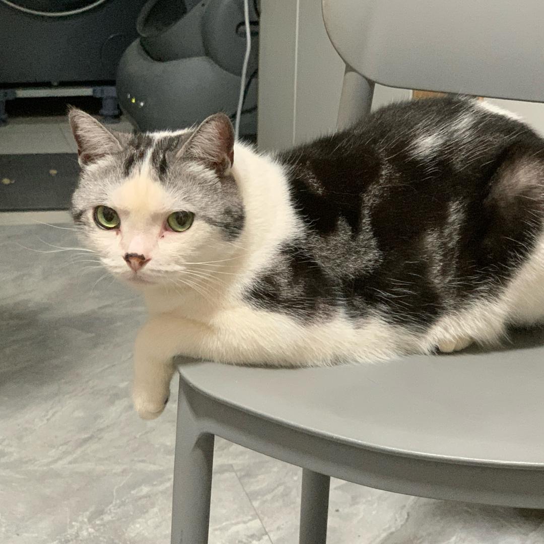 云养可乐猫咪