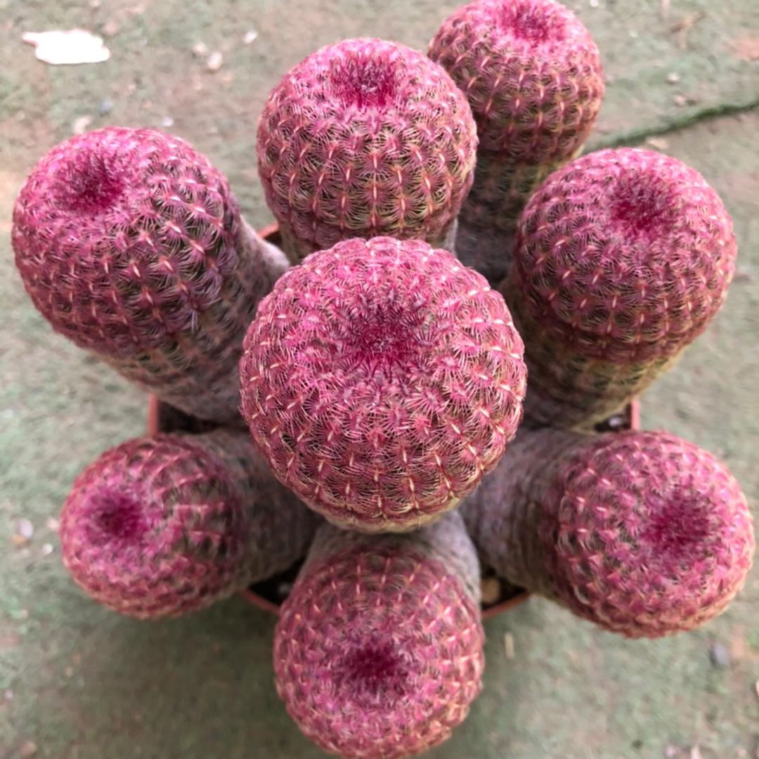 兰鑫仙人球多肉植物