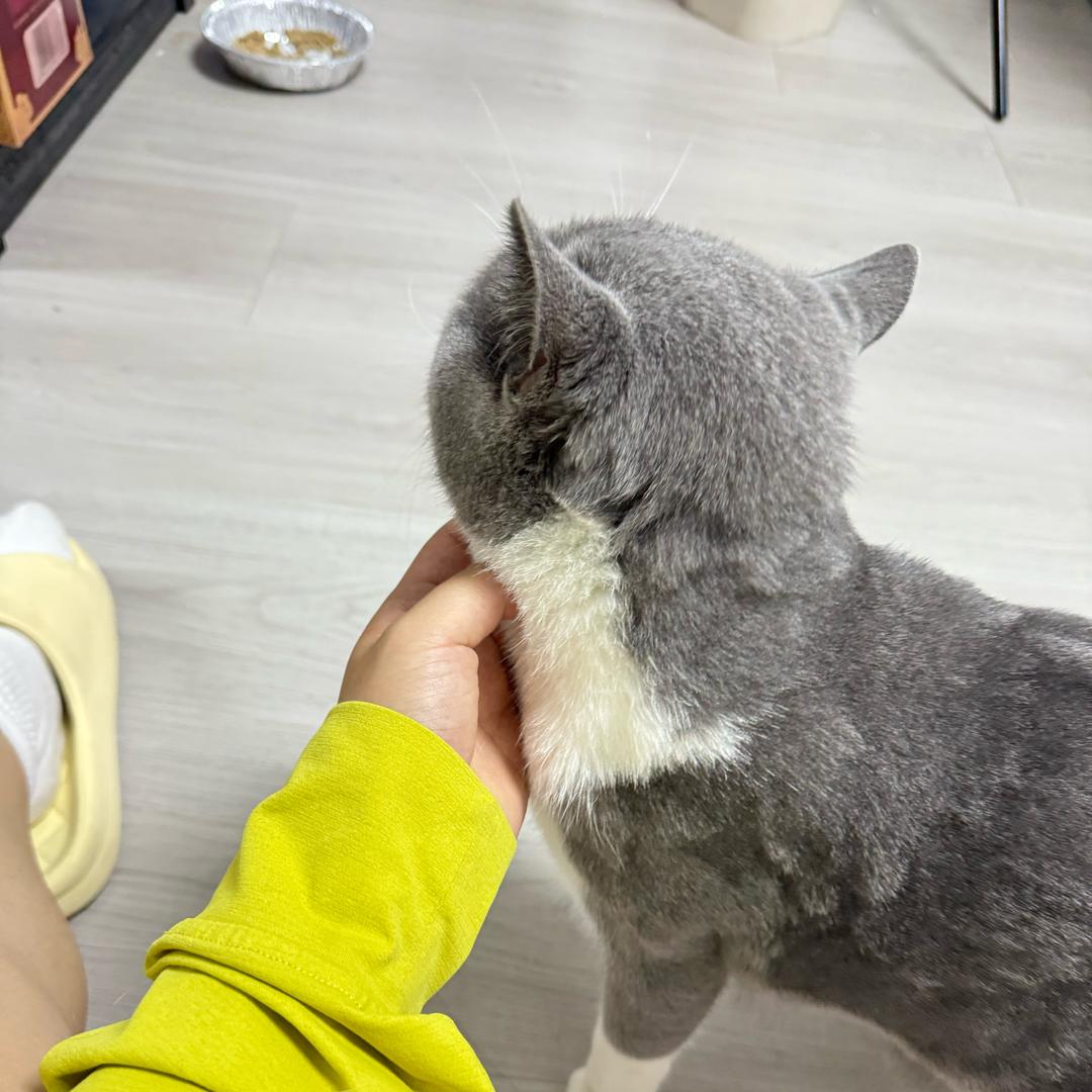 汉堡是只猫