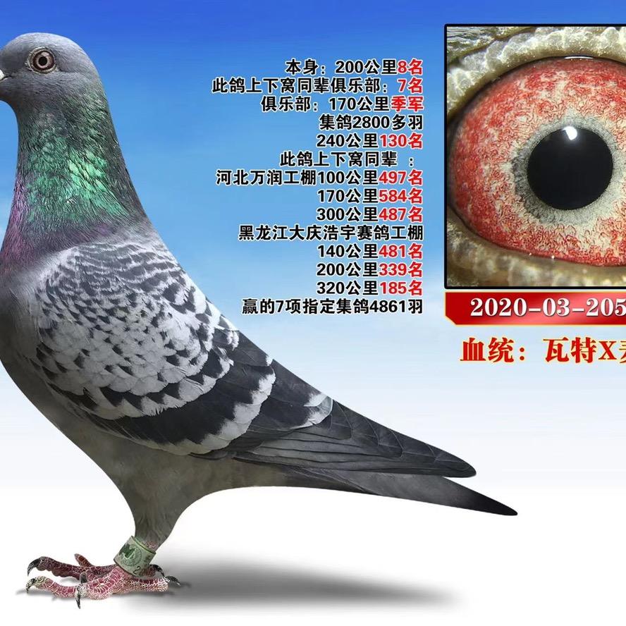 毒药¥¥¥