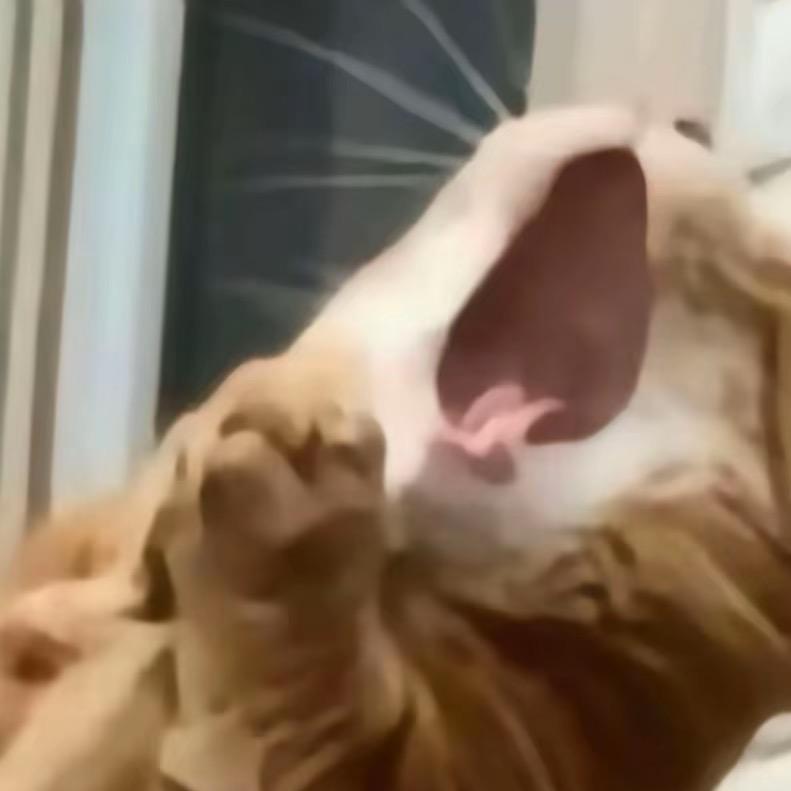 王点点