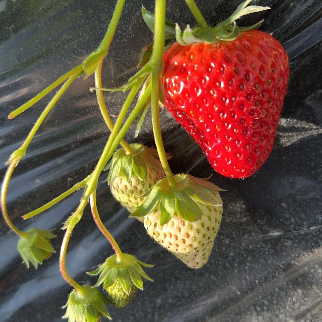 京悦生态农庄同城甄选