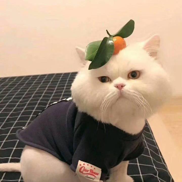 无敌小可爱果果