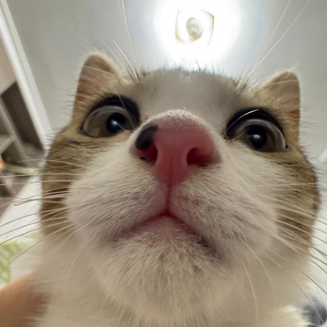 盐巴