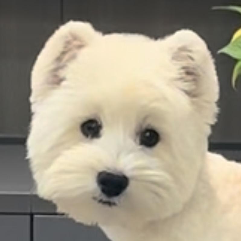 我叫西高地