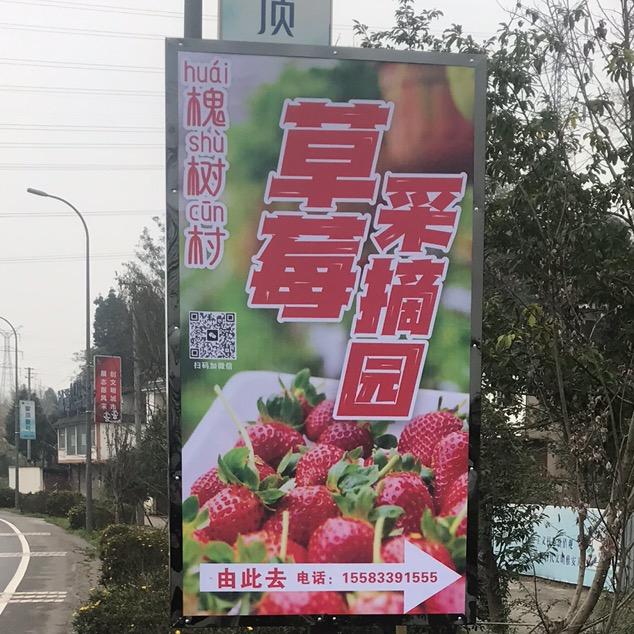 槐树村草莓采摘园