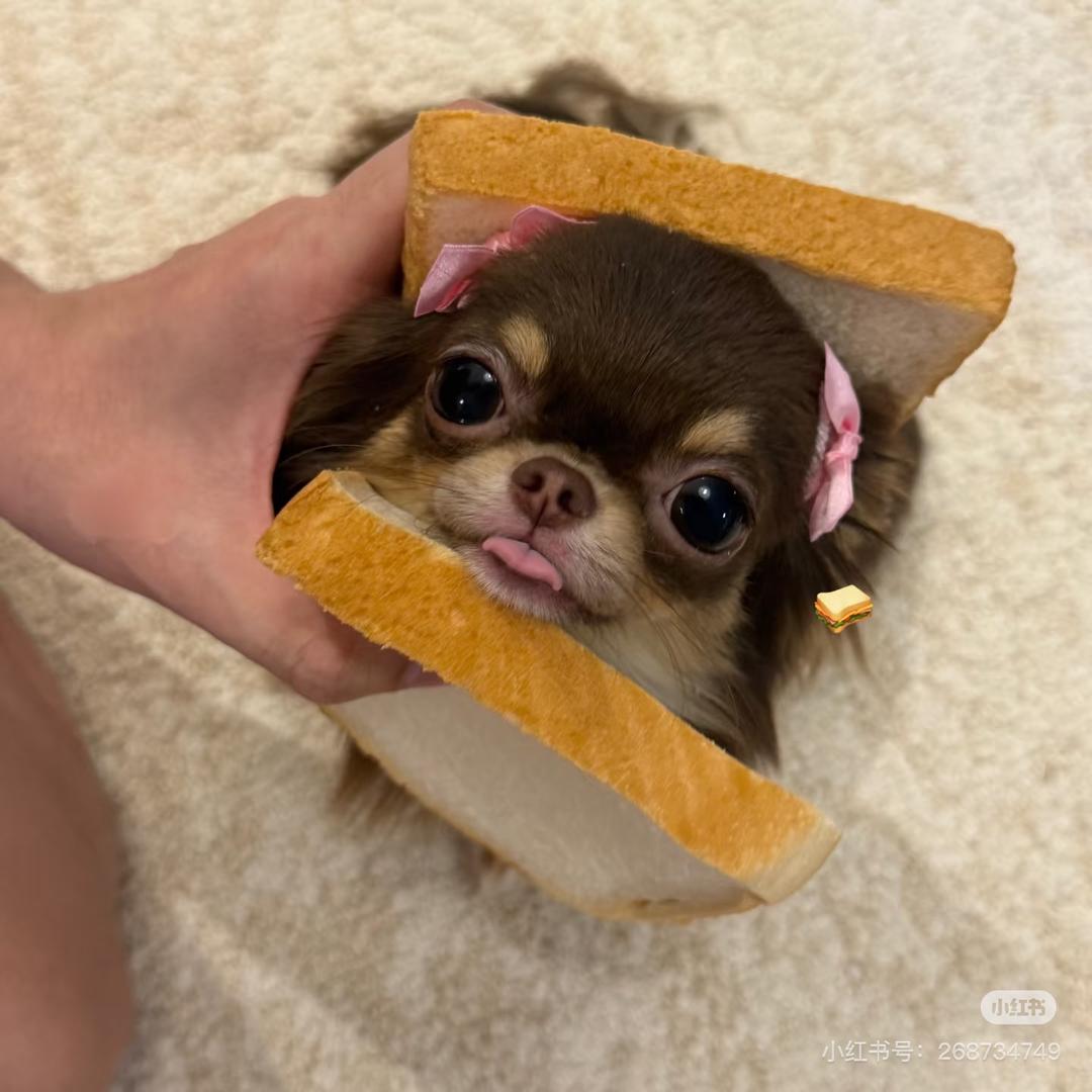 西瓜炒饭🍉
