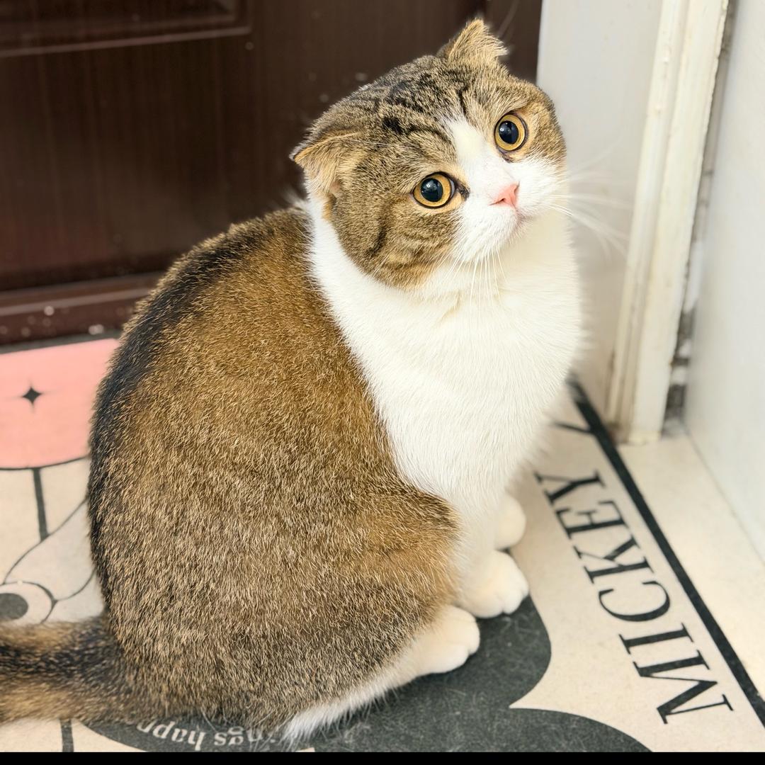 布丁西瓜是两只猫咪