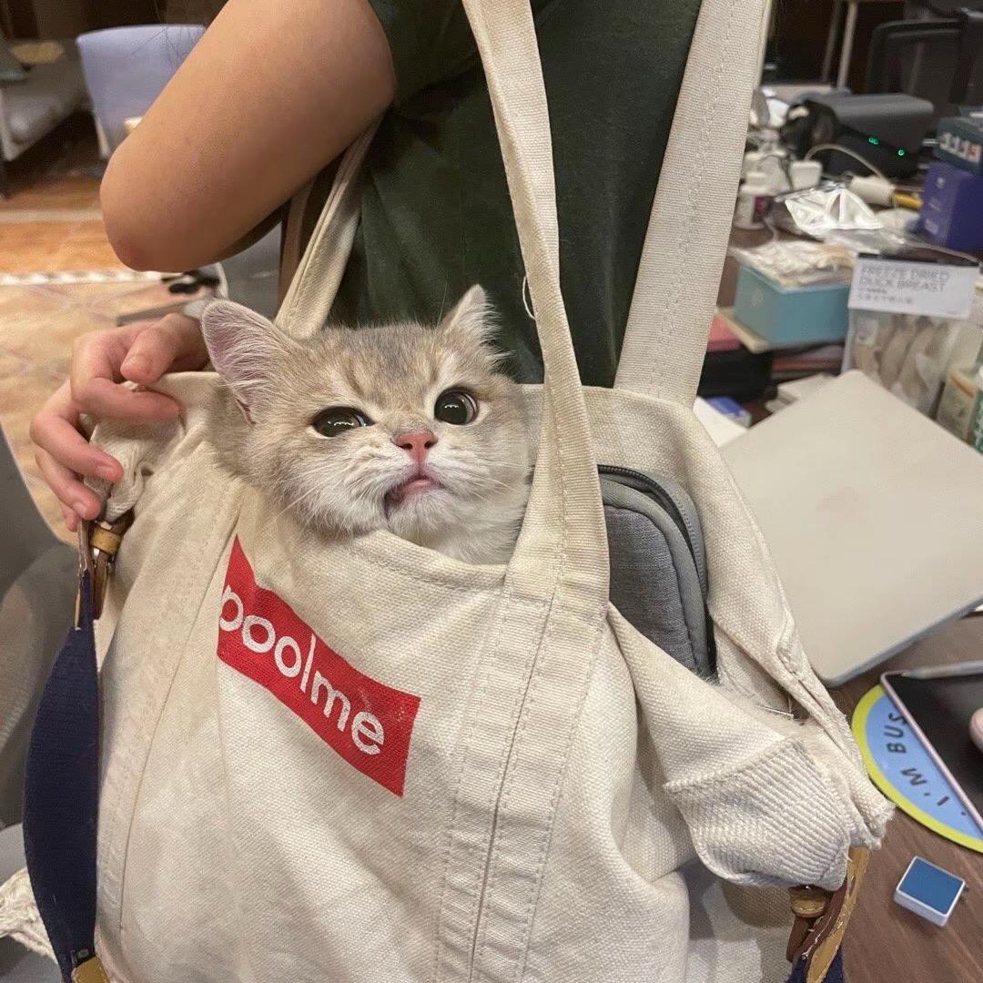 拜见酸奶大王🐱