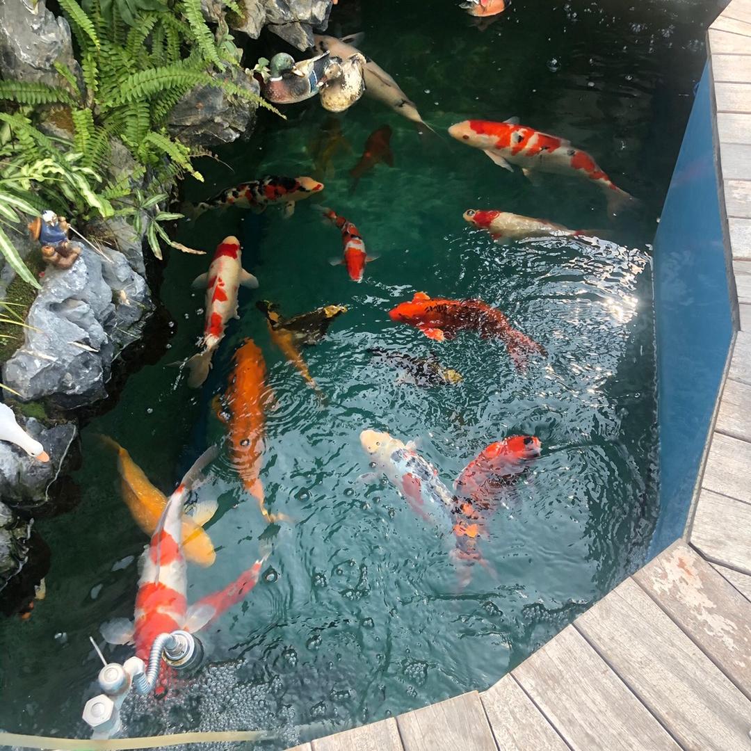 温州海哥