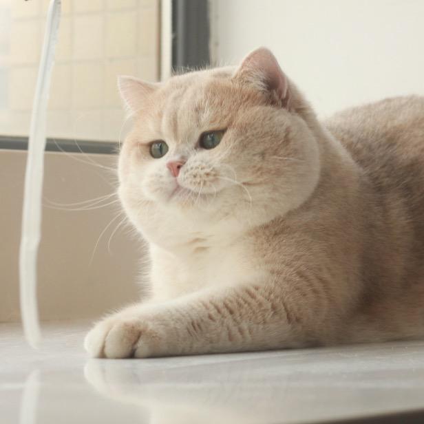 丘丘与熊熊猫舍