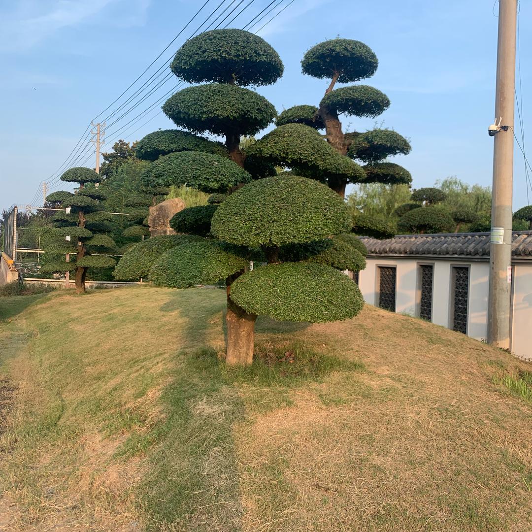 花好月圆花卉坊