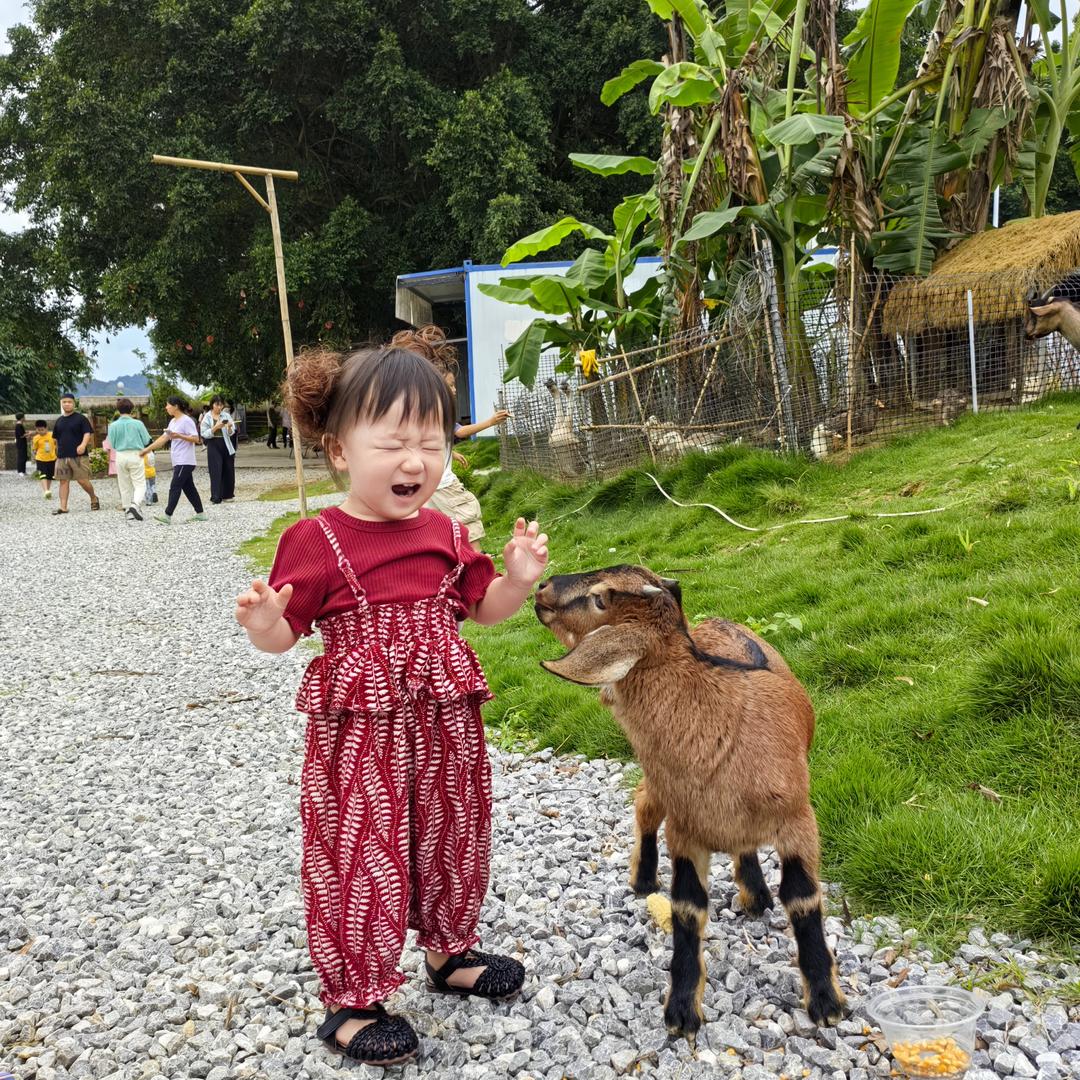 小繁繁呀