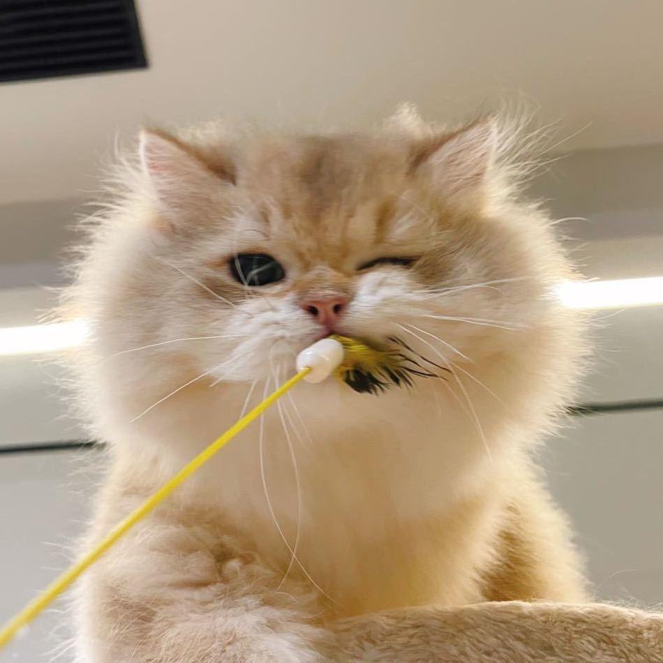宝盈の猫屋