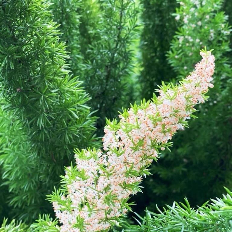 植物优品馆