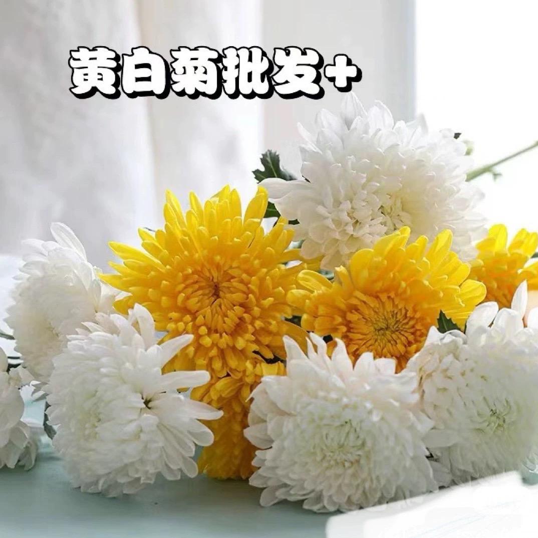 宏宇黄白菊鲜花基地
