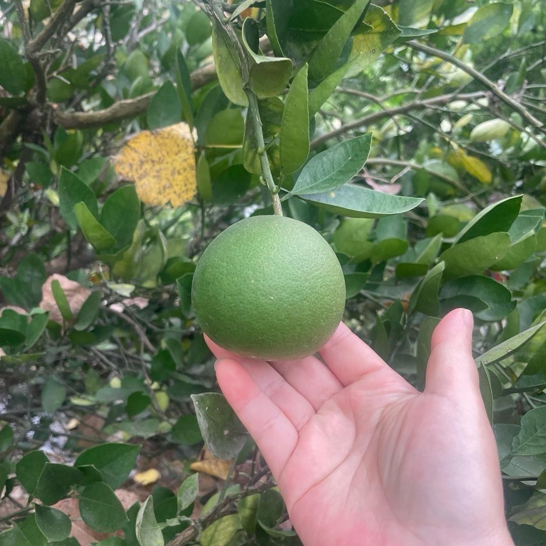 阳光森林