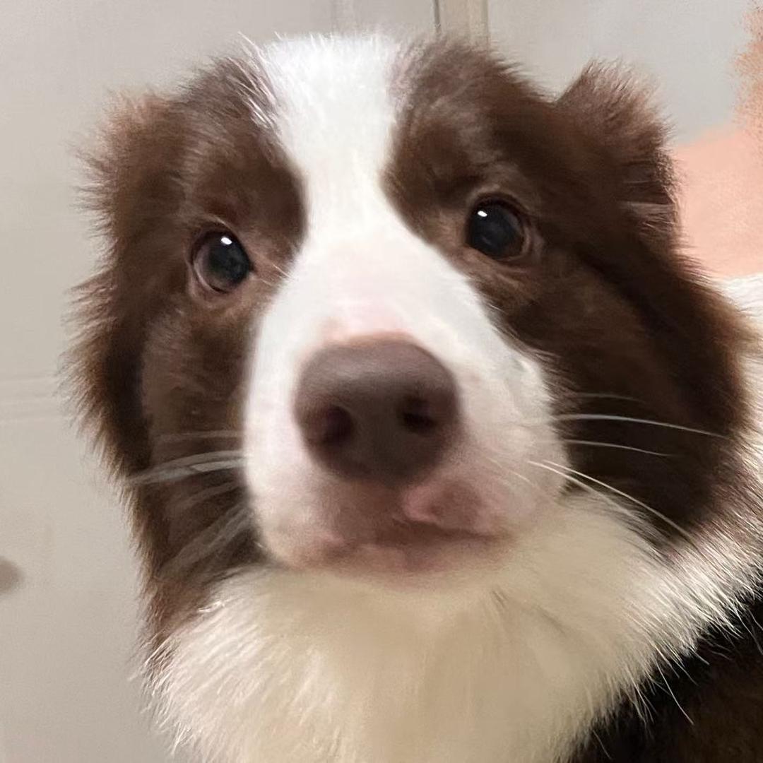 可乐是个小咖边