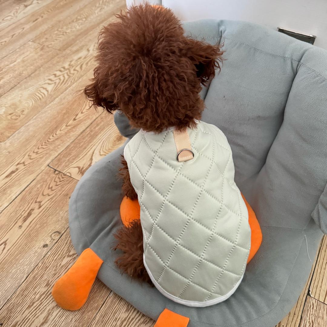 我是Lucky（🐶）