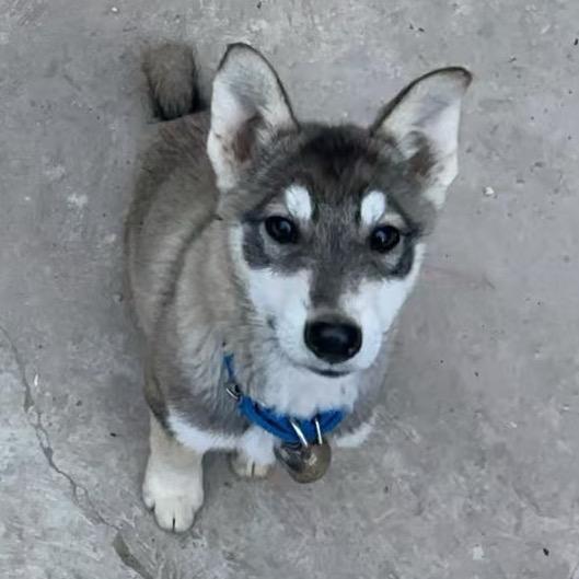 西北山里娃(公益护农)