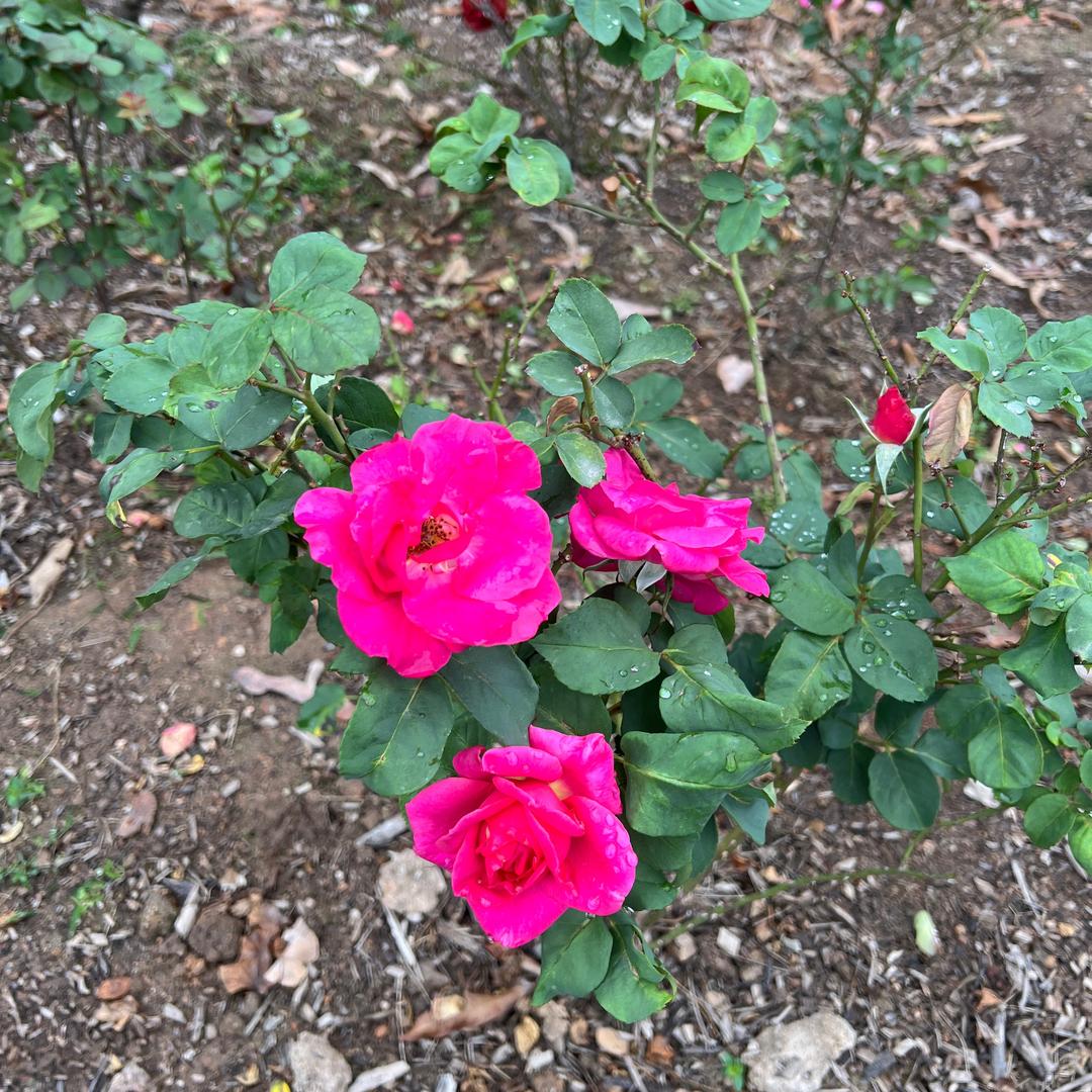 菲菲麻麻