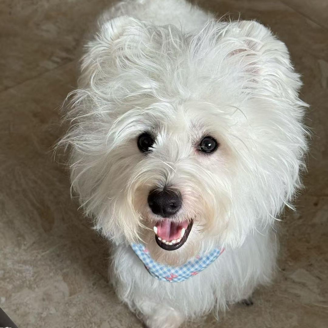 森尼