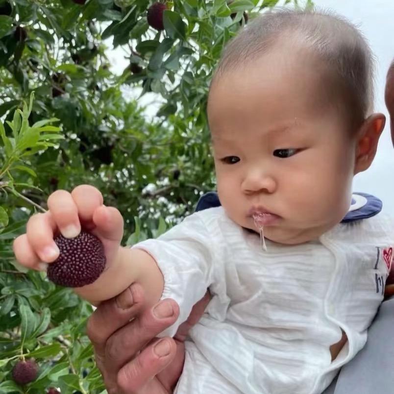 老果农杨梅自助采摘园