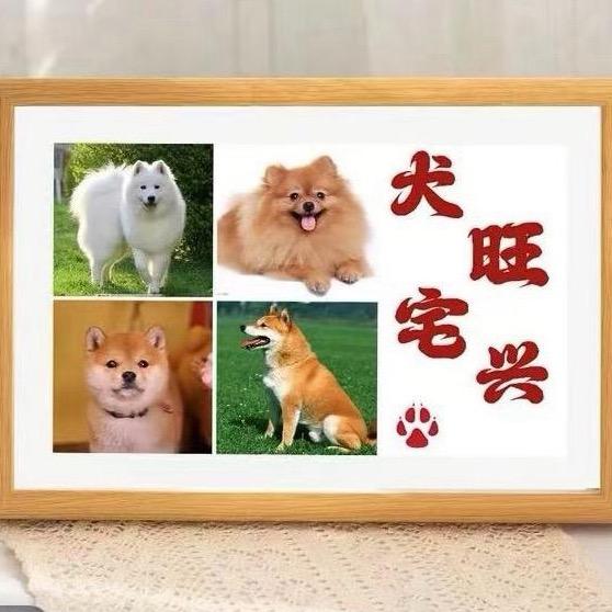 大超的犬舍