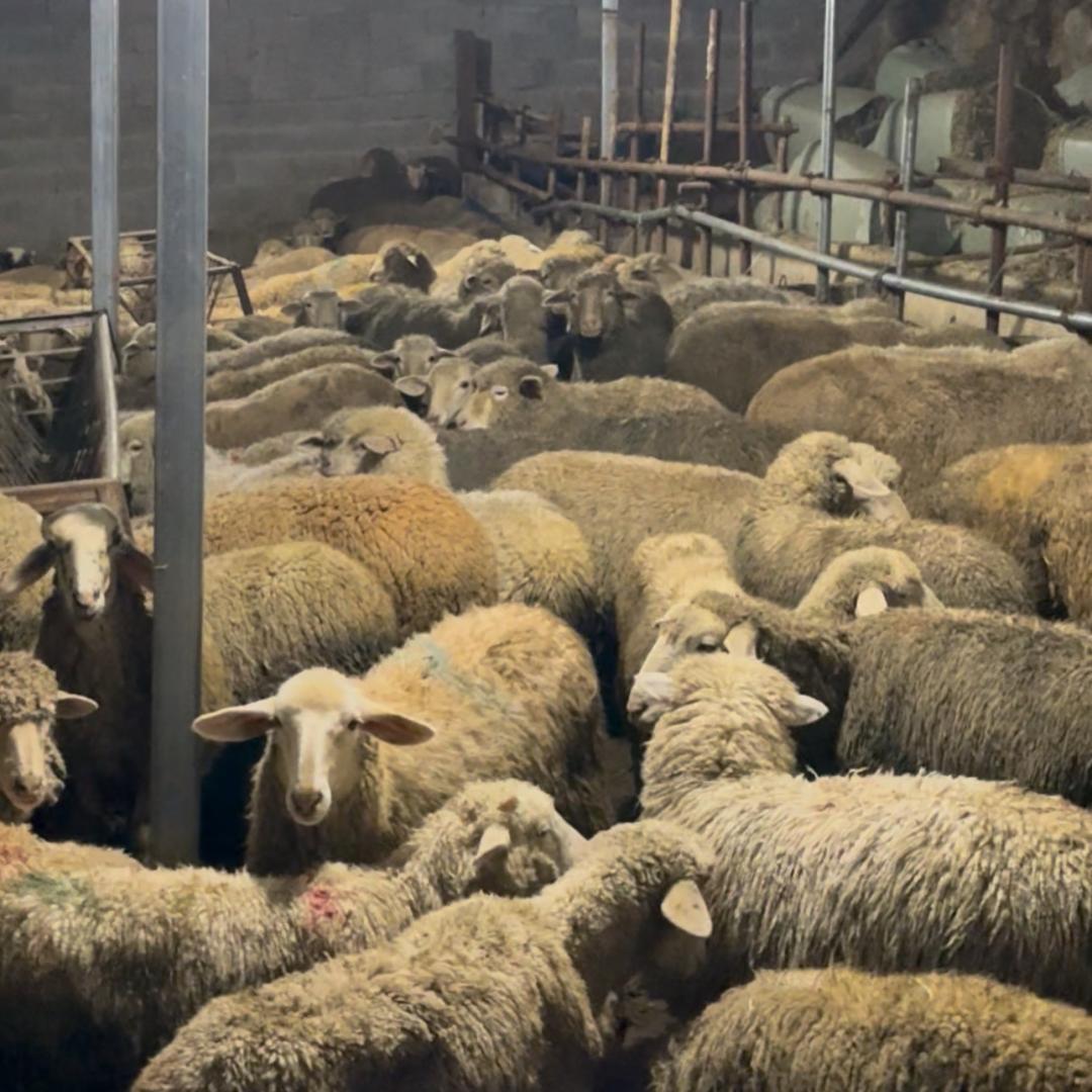 @代办牛羊调运财旺