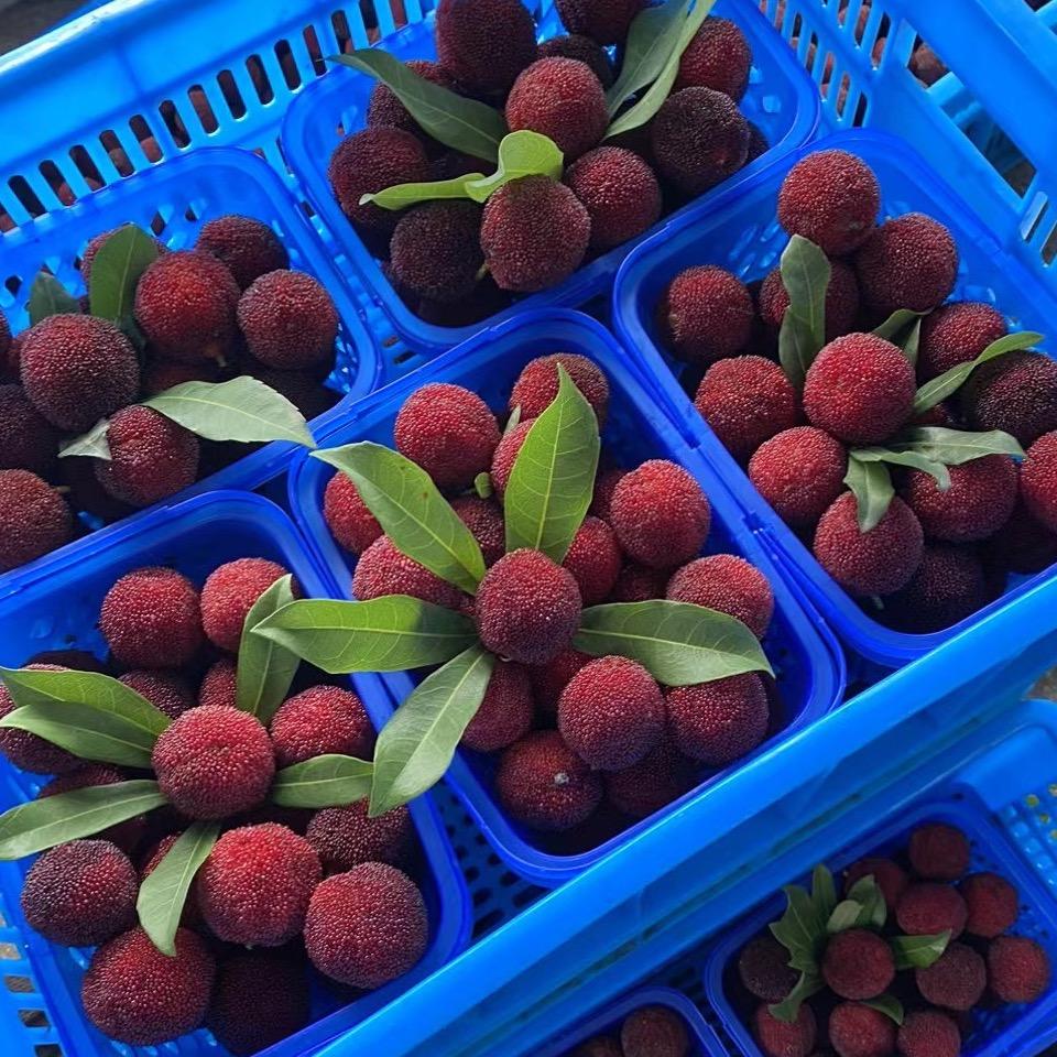 仙居上应杨梅农场