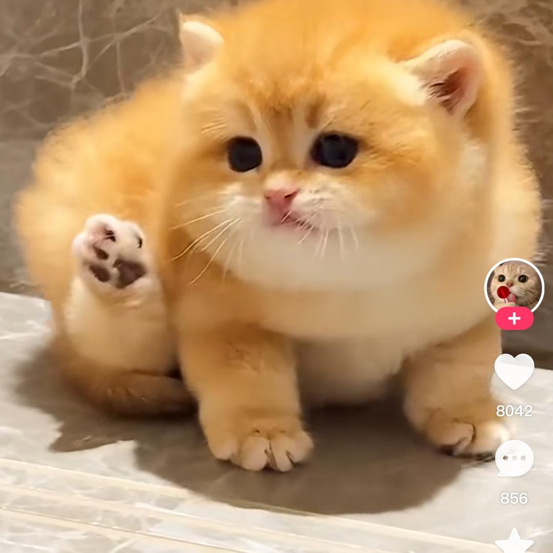 法海