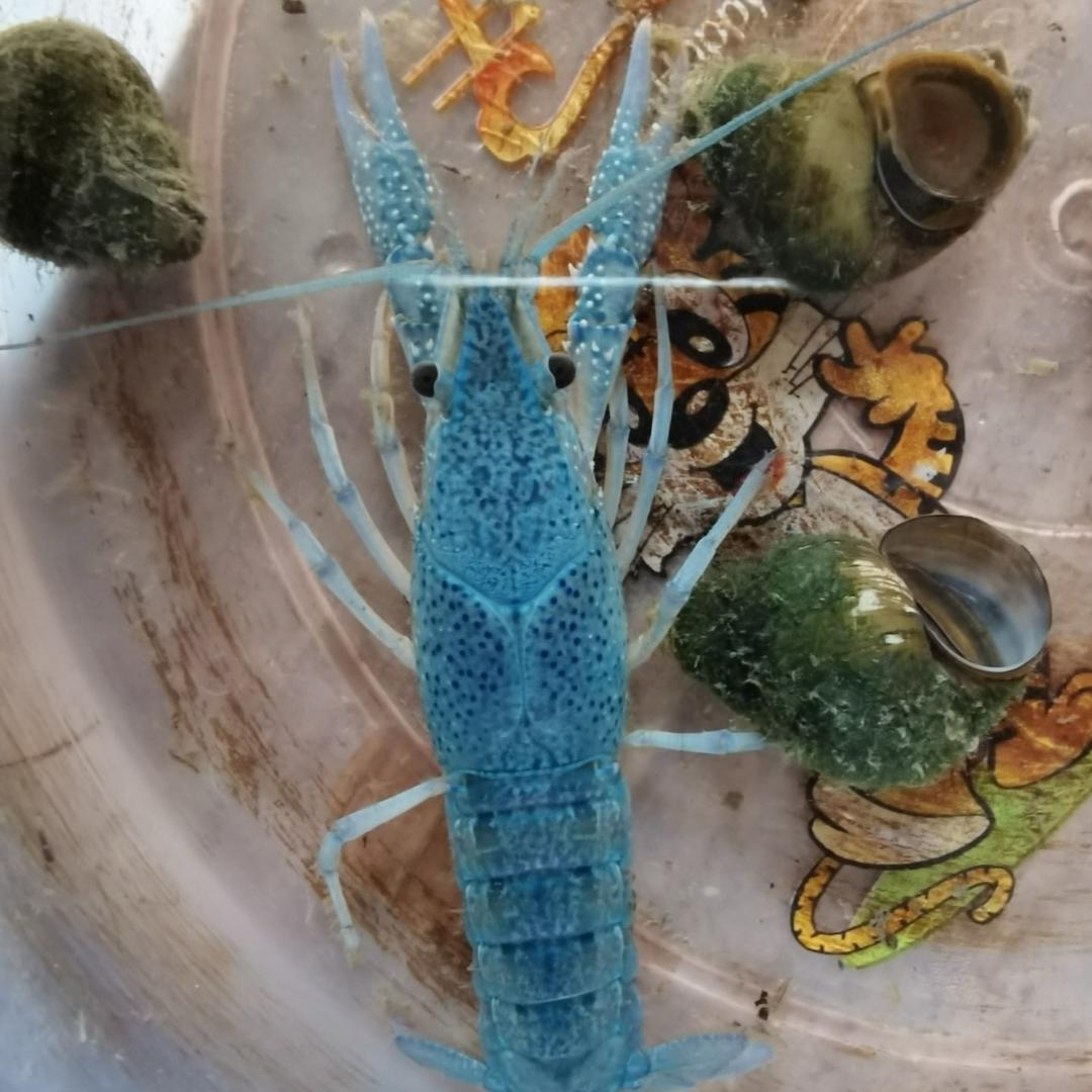 鳝代王