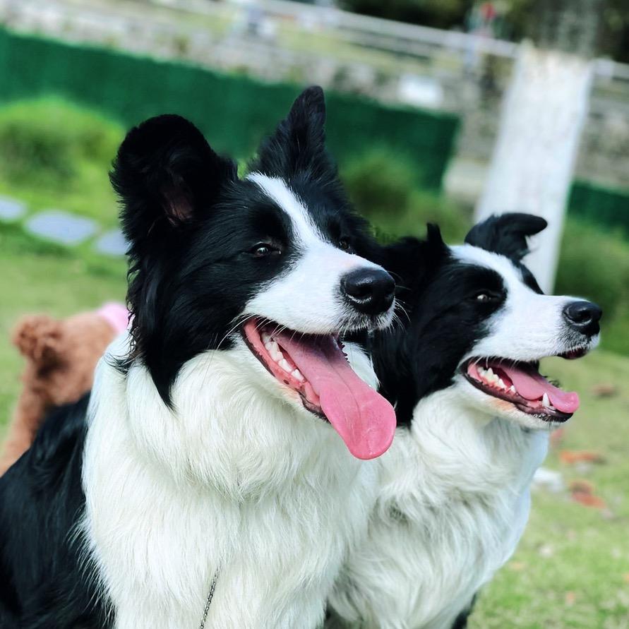边牧贝娜&贝琪