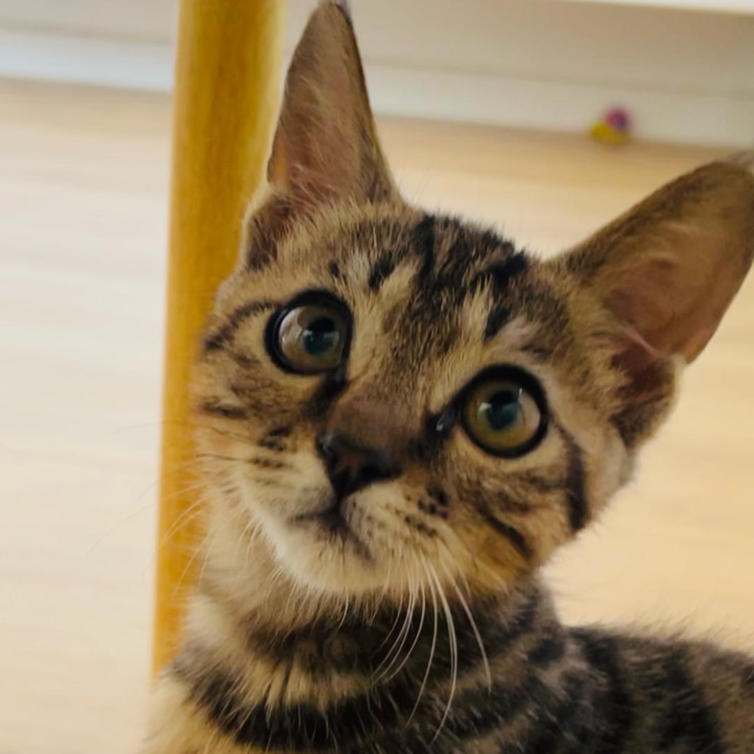 一只叫雪狗的猫