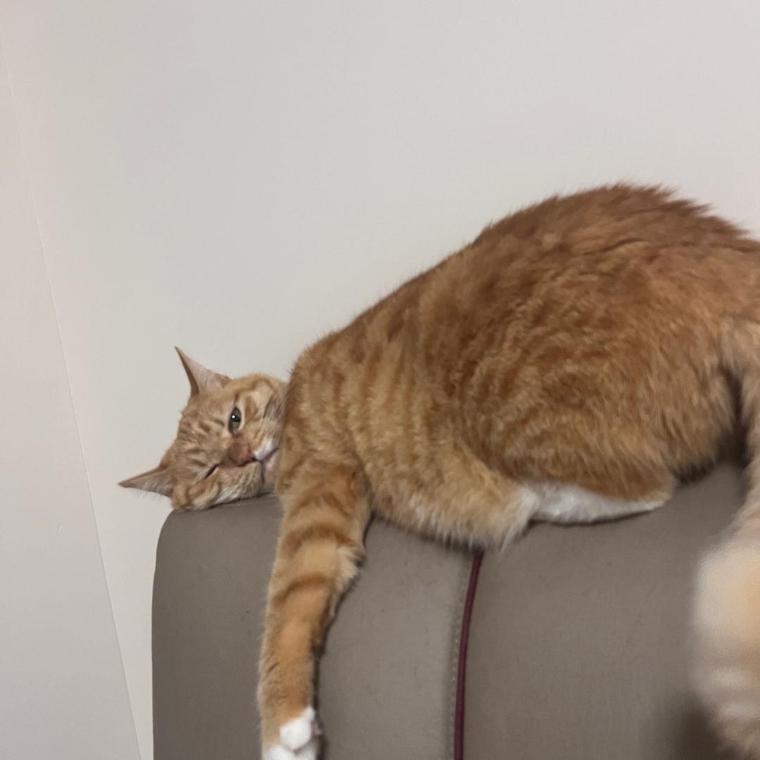 秋天是猫