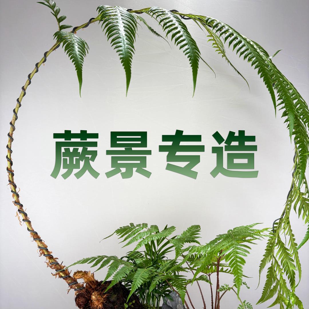 蕨景专造园艺